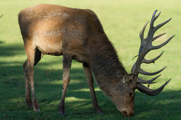 Fototapeta na wymiar Deer - Cerf