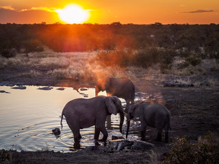 Group of three elephants enjoying the cool water of a waterhole during an amazing african sunset in Etosha-Nationalpark