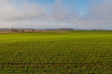 Naklejka premium winter wheat growth
