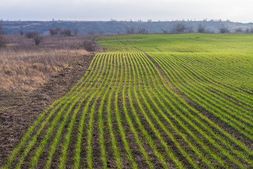 winter wheat growth