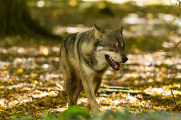 Grey Wolf - Loup Gris