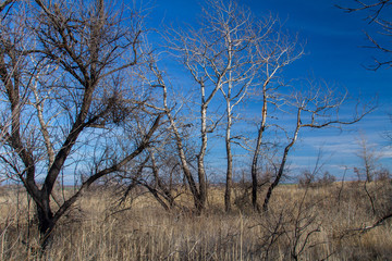 Taurian steppe after summer fires