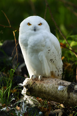 Fototapeta premium Owl Snowy - Harfang des neiges