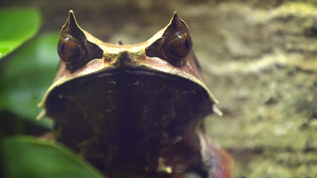 Malayan Horned Frog close up. Video 1920x1080