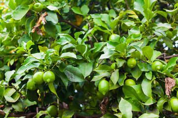 Close-up of a lemon tree with green lemons in Asturias, Spain