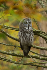 Fototapeta premium Great Gray Owl - Chouette Lapone