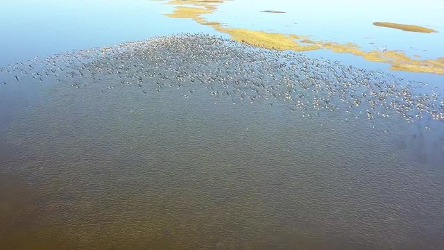 Huge flock of white-fronted geese (Anser erythropus) on a lake in danube delta