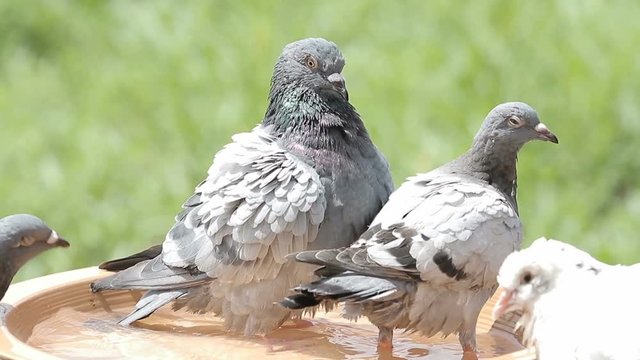 homing pigeon bird bathing in water dish