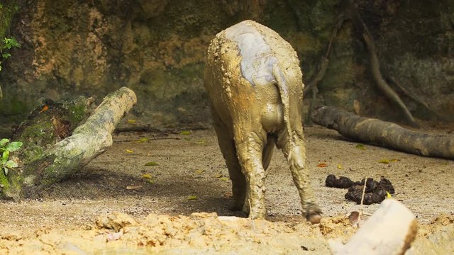 Lone Babirusa or Deer Pig. Video 1920x1080