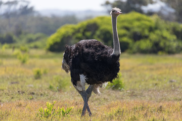 Naklejka premium Ostrich standing in the South African savannah