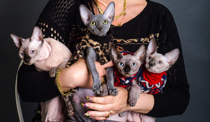 Cats of the Sphynx breed