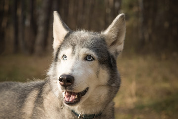 Dog breed husky on the walking in a forest. Selective focus. Toned
