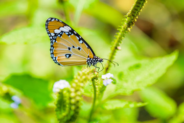 Butterflies are eating