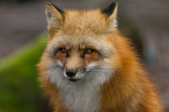 Red Fox - Renard Roux
