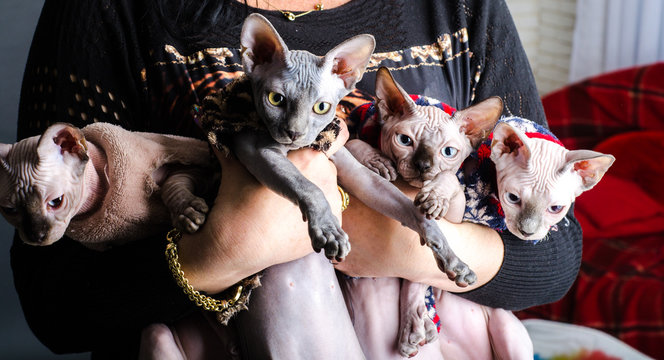Cats of the Sphynx breed