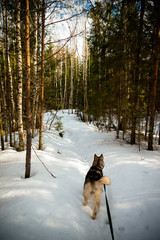 Dog breed alaskan malamute in a snowy forest. Toned