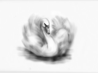 Hand drawing swan. Digital illustration