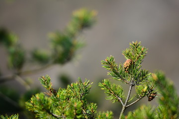 Pine tree branch, close up