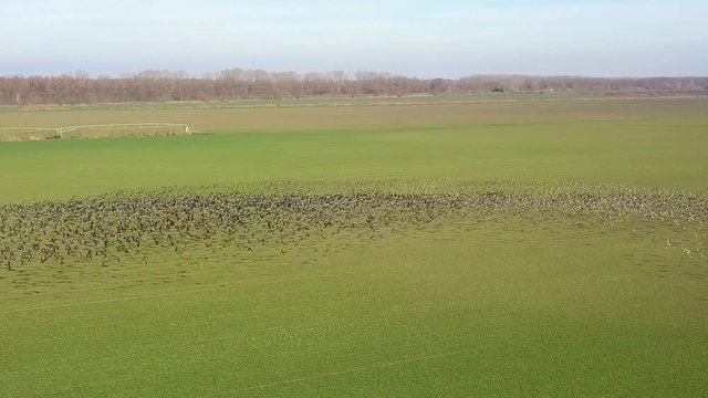 Huge flock of white-fronted geese (Anser erythropus) on a green field in danube delta 