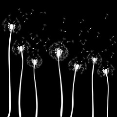 Dandelions blowing. Vector illustration of white silhouettes on black background