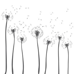 Dandelions blowing. Vector illustration of dark grey silhouettes on white background