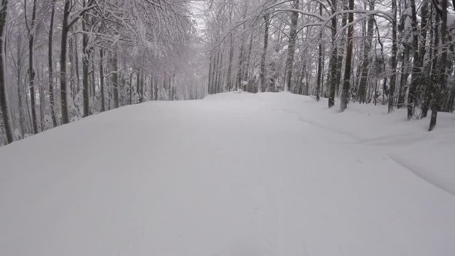 Going down on a ski track in the snowy wood