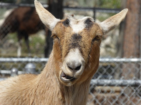 Goat Laughing And Giggling