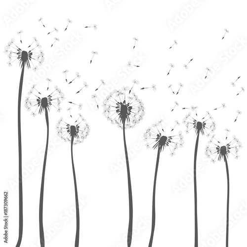 "Dandelions blowing. Vector illustration of dark grey silhouettes on