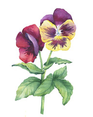 Illustration of the garden pansy bicolor flower (Violet, Viola, heartsease, kiss-me-quick, love-in-idleness, stepmother, flammola, Amnon). Hand drawn watercolor painting on white background.