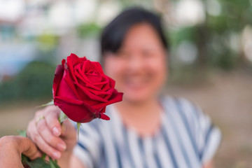 Red rose flower with human hand in Valentine's Day