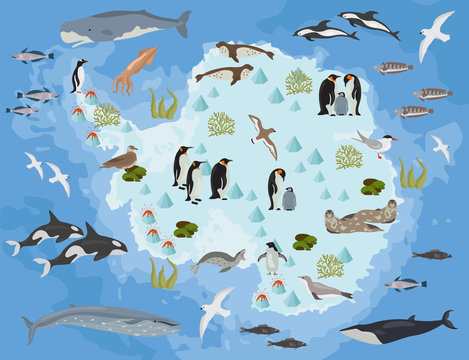 Antarctic, Antarctica,  flora and fauna map, flat elements. Animals, birds and sea life big set. Build your geography infographics collection