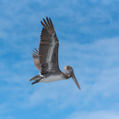 Pelican diving into the sea to go fishing
