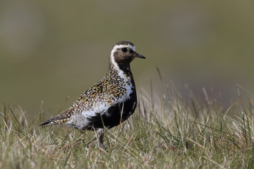 European golden plover (Pluvialis apricaria) Iceland