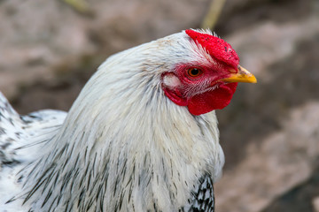 Jung Hahn auf Bauer Hof mit rot Kamm