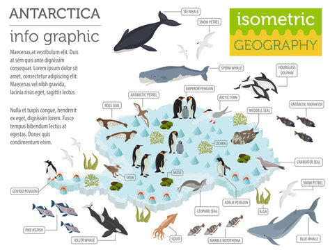 Isometric 3d Antarctica flora and fauna map elements. Animals, birds and sea life. Build your own geography infographics collection