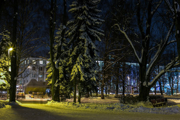 Obraz premium Winter evening in city park. Illuminated trees and lot of snow. Big snowy spruce.