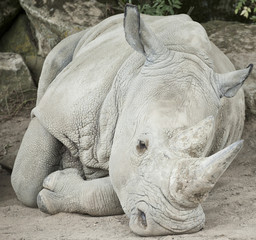 Rhinoceros © Snapvision