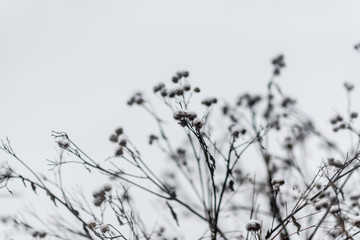 Burdock dock burrs at winter covered by snow