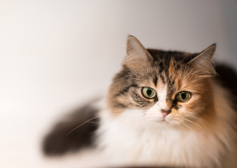 Cat tree color white brown black on a white background with copy space