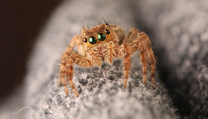 Spider jumping out for food