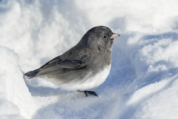 Dark-eyed Junco (Junco hyemalis) on snow, Ames, Iowa, USA.