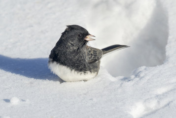 Dark-eyed Junco (Junco hyemalis) on snow, Ames, Iowa, USA.