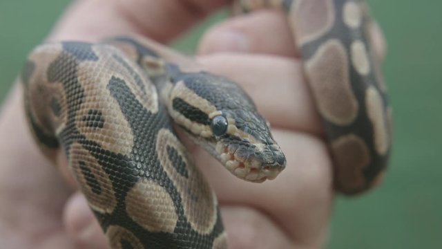 Close up of small python held by male hand