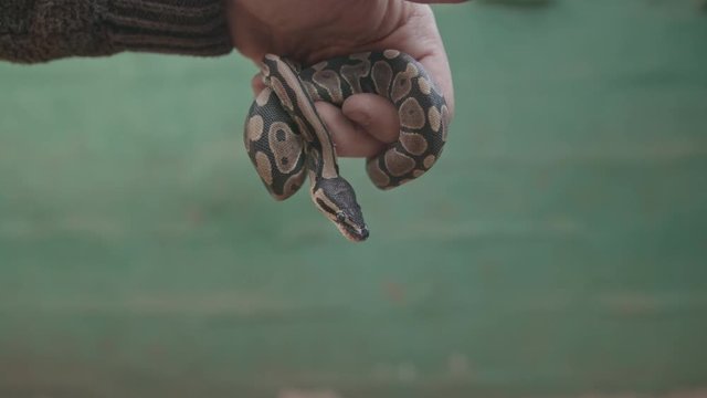 Male hand holding small python snake dangling in front of camera