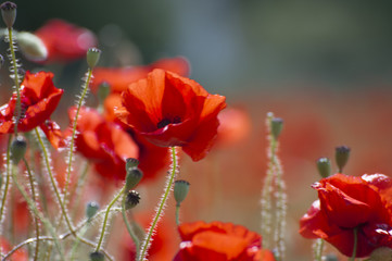 Fototapeta premium Poppies in poppy field