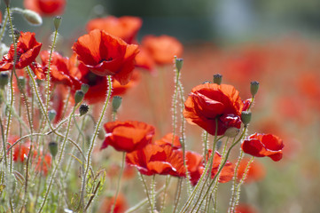 Poppies in poppy field