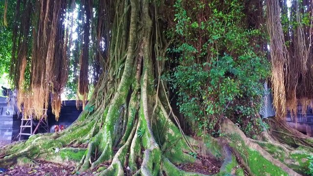 Banyan tree in the rainforest on Java Indonesia