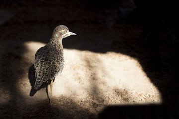 Alcaraván de El Cabo (Burhinus capensis)