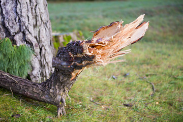 Tempête sur la forêt
