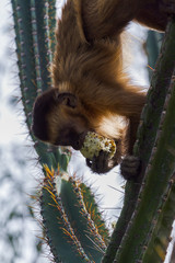 Capuchin Monkey in Serra da Capivara, PI, Brazil